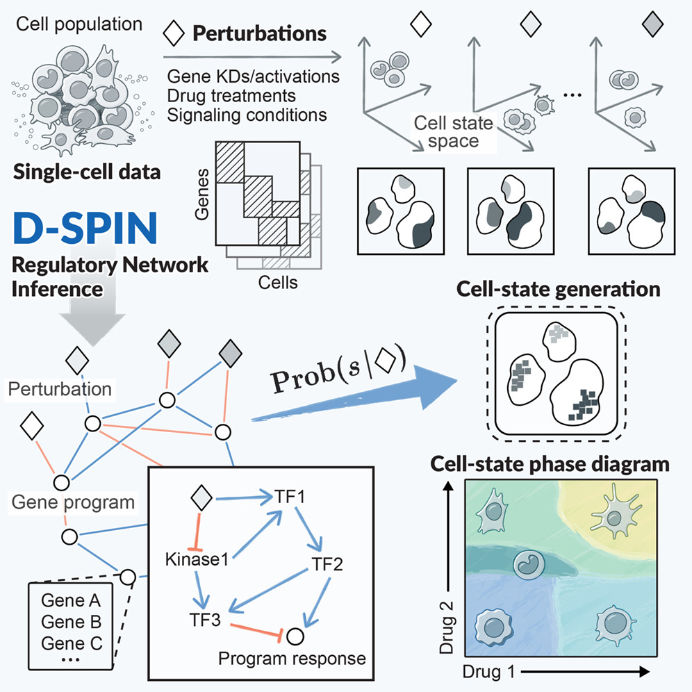 Graphical abstract showing how D-SPIN infers regulatory networks and cell-state responses from single-cell perturbation data