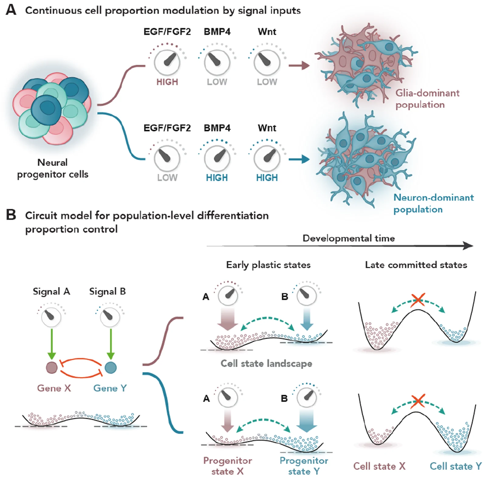 Figure 1: signaling inputs tune neural progenitor differentiation into neurons and glia through a noise-driven regulatory switch